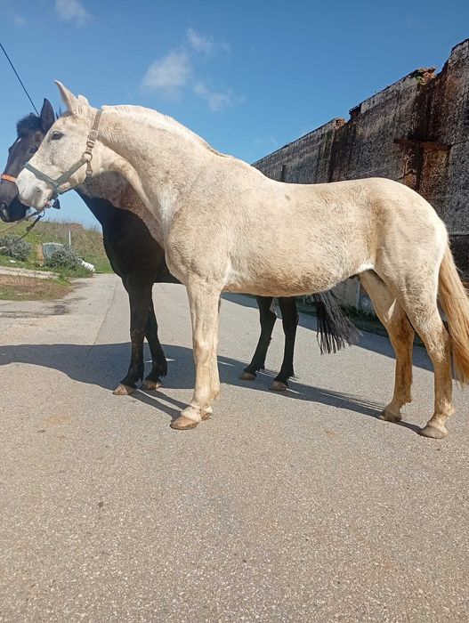 Para venda Para venda