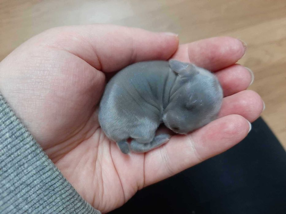 Mini Lop Królik karłowaty z hodowli rodowód Kraków
