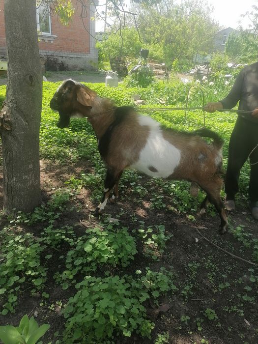 Продам англонубійського козлика
