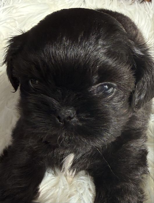 Piesek rasy Shih Tzu
