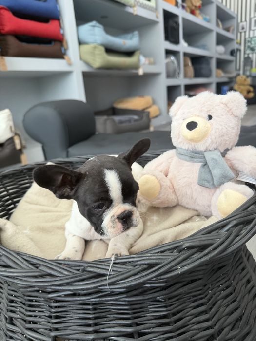 Bulldog Frances  menina linda