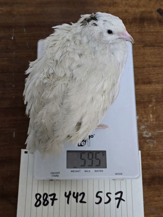 Texas USA 2x18 jajka jaja lęgowe do 600g przepiórka przepiórki