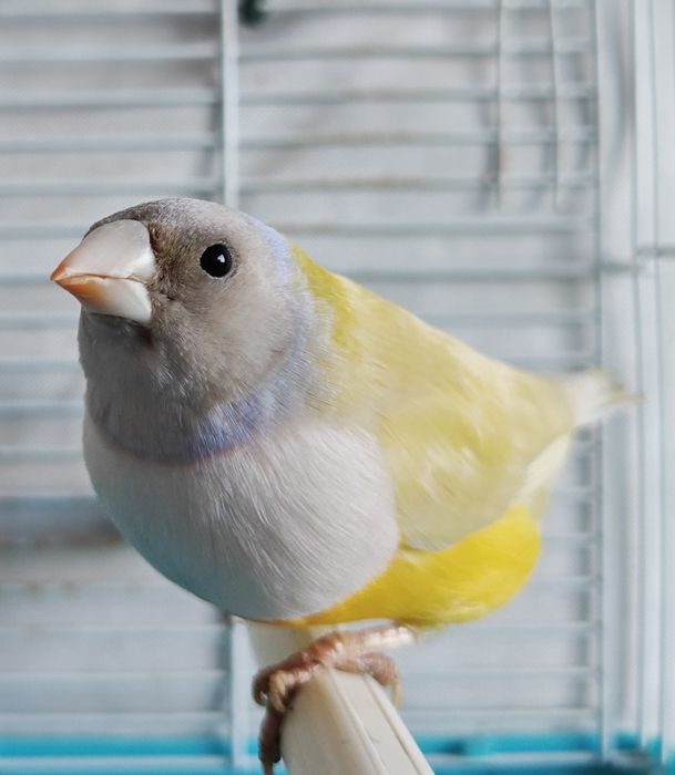 Mandarins gigantes e outros