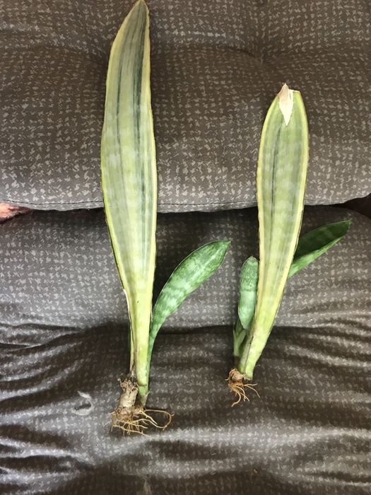 сансевиерия вариегатная