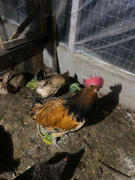 Andaluza surenha morucha