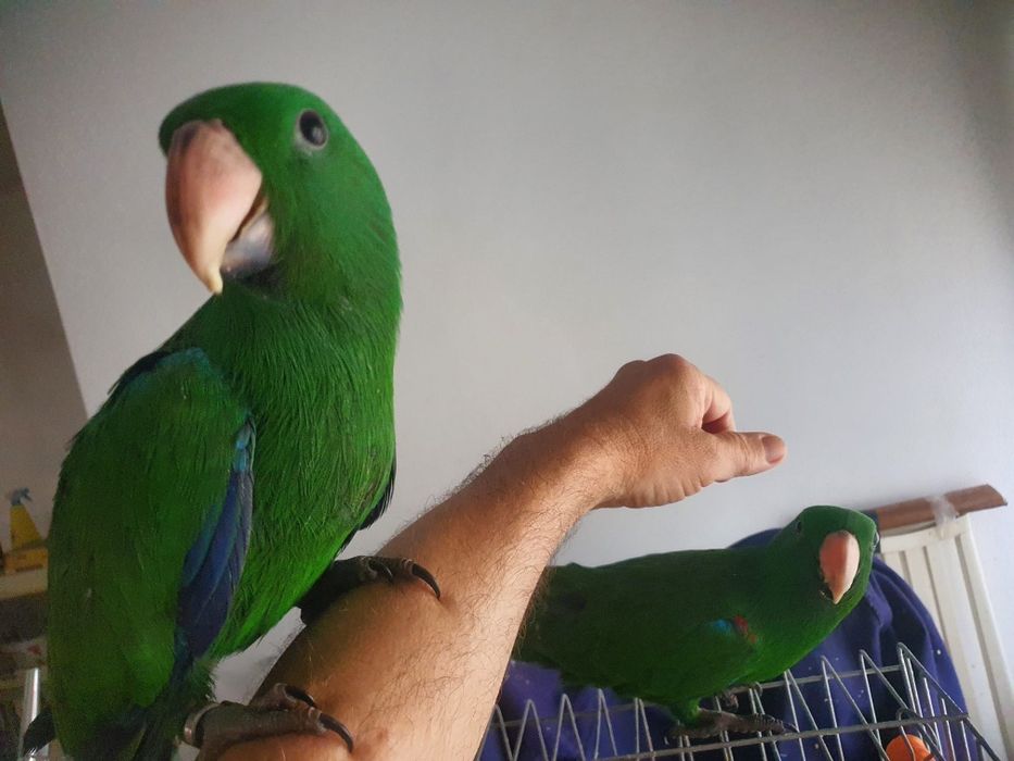 Papagaio ecletus criado a mão