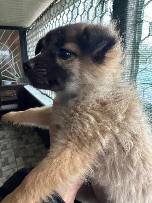 Отдам даром в добрые руки щенков метисы маленькой породы