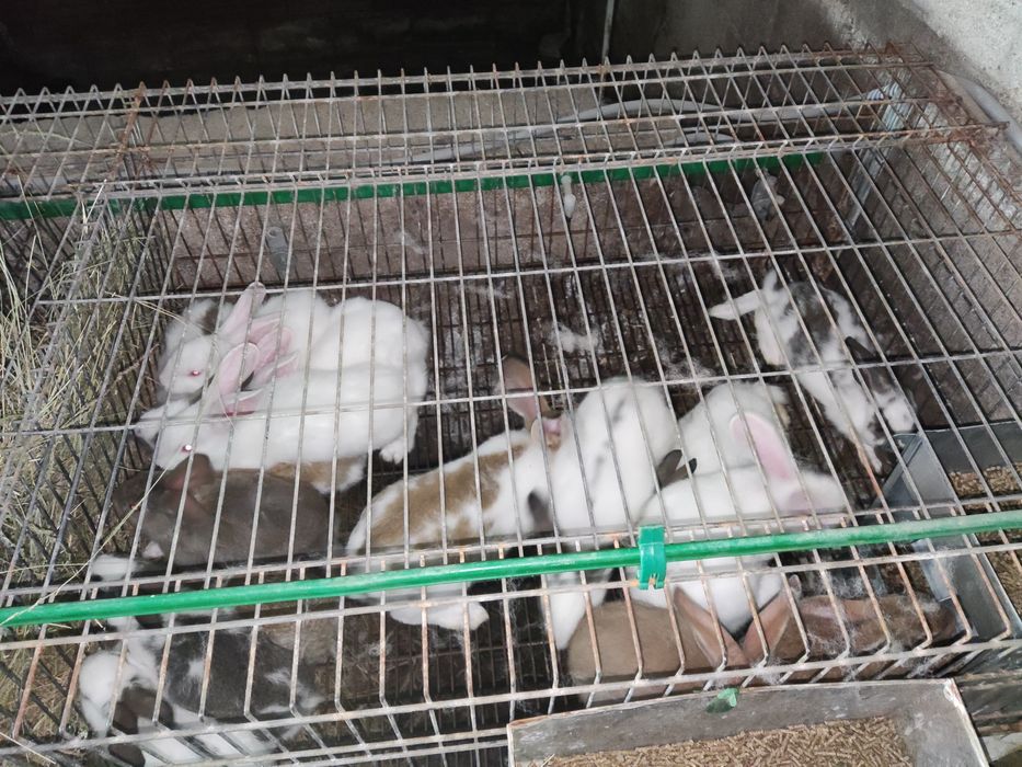 Coelhos para criação ou consumo