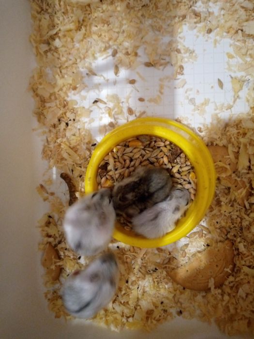 Хомячки Кременчуг