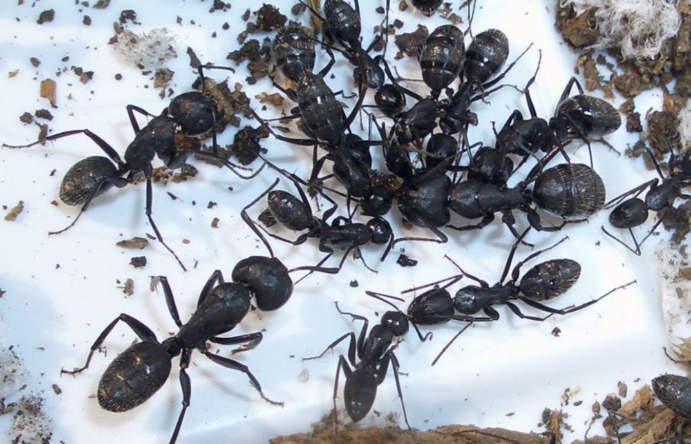 Camponotus vagus