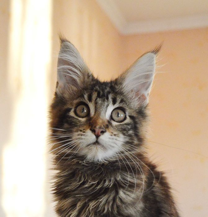 ШОУ хлопчик 3,5міс з відомого розплідника