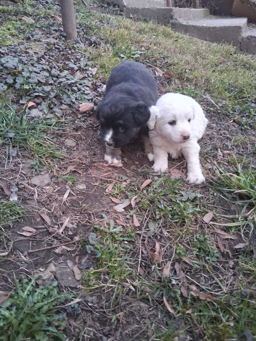 York mix maltańczyk suczki 8 tyg