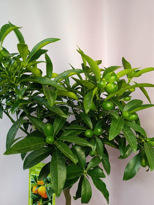 Лимон.Кумкват Маргарита.Апельсин.Мирт.Оливка.