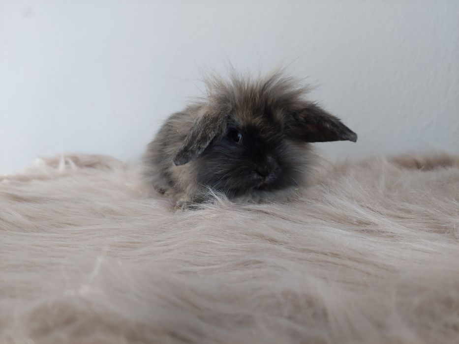 Króliki miniaturki baranki kłapousze