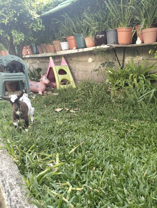 vendo cabrito anão