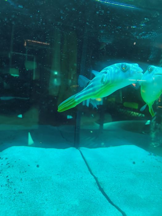 Kolcobrzuch nilowy,  rozdymka