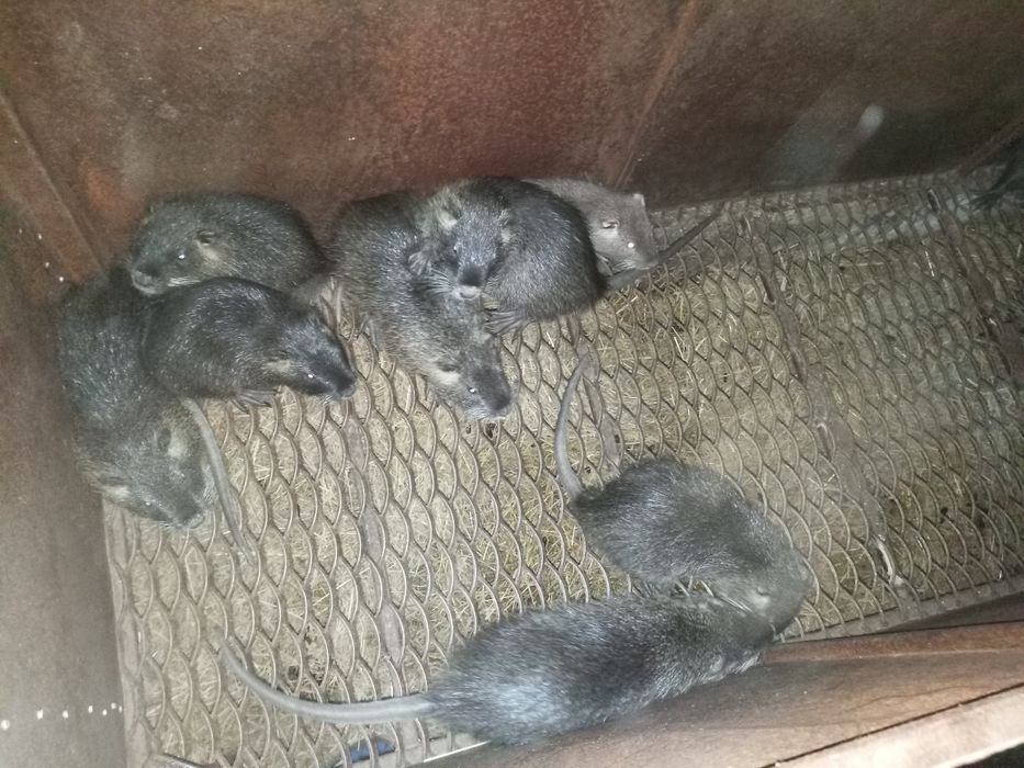 Продам нутрій різного віку