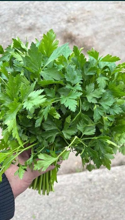 Продам зелень, петрушка ,кріп, лук