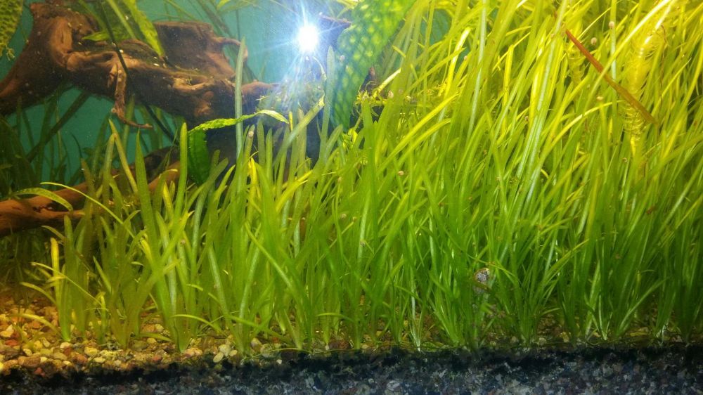 Trawa akwariowa