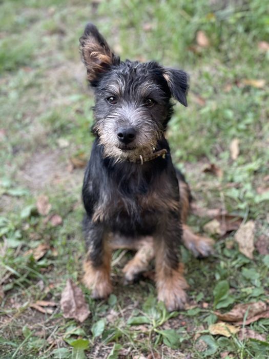 Цуценя/ щеночок 5 міс, хлопчик