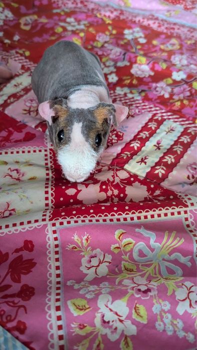 Продам морскую свинку (лысая)