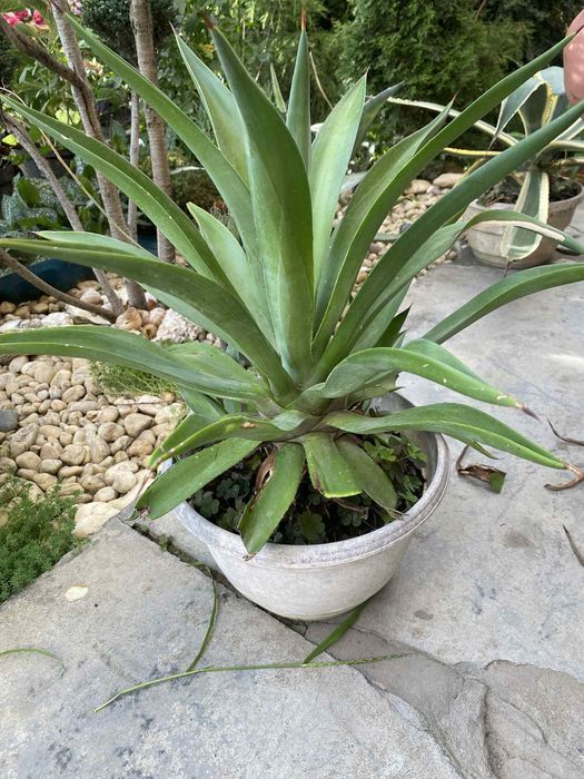 Агава садова не морозостійка