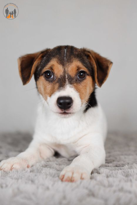 Jack Russell Terrier ZKwP FCI piesek k.włos