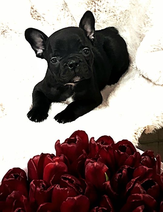 Розкішні французики