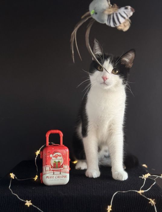 Котик в пошуках родини