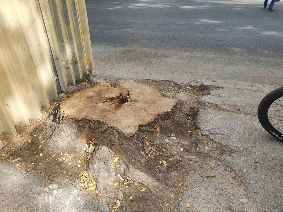 Уборка участка, листьев . Спил деревьев. Покосить , Покос травы