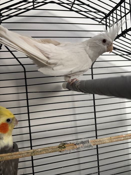 Papuga nimfa samiec i samica