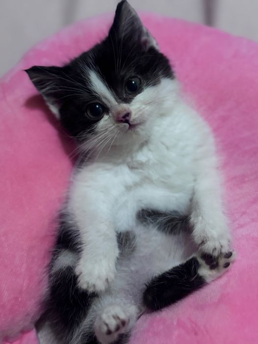 Кошенята! Мама шотландка! В хороші руки! Котики в лоток ходять !