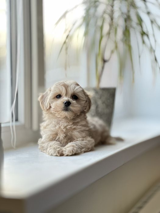 Лялькові цуценята мальтипу. Крихітні міні малюки. Мальтіпу _)