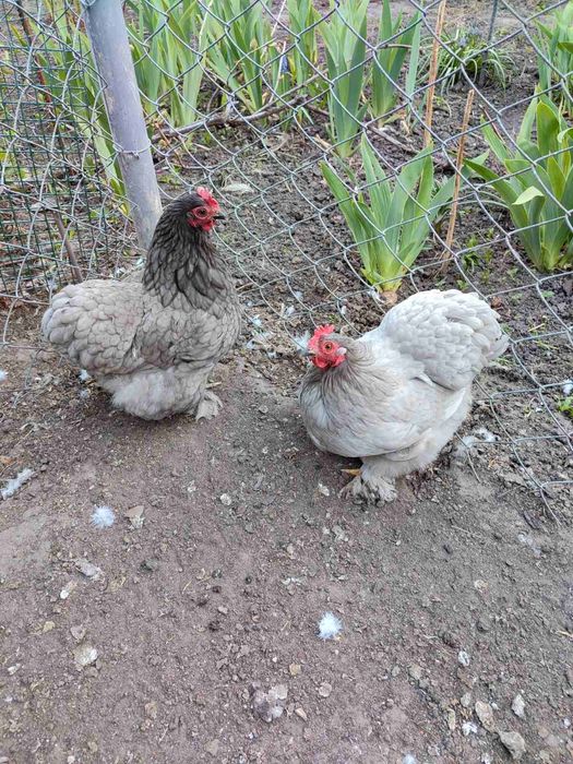 Продам півники і курочки