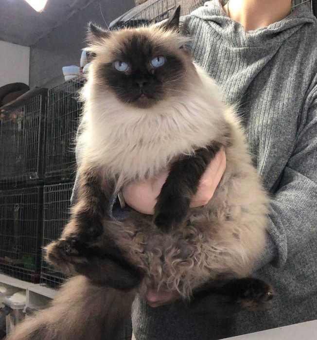 Шикарний ГОЛУБООКИЙ котик МУРКОТ, із золотим характером