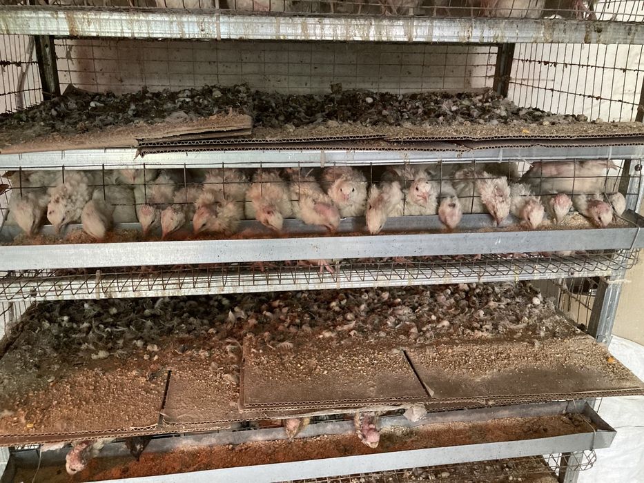 Перепилині інкубаційні і харчові яйця