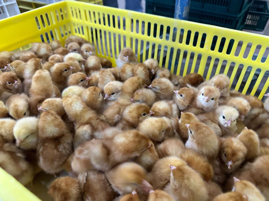 Добові курчата Цыплята Циплята Ломан Браун Сенді Півники Петухи Петухи