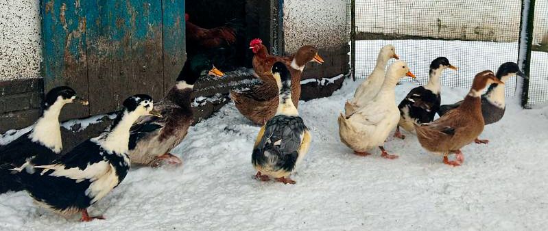 Продам інкубаційне яйце голубий фаворит/індокачка