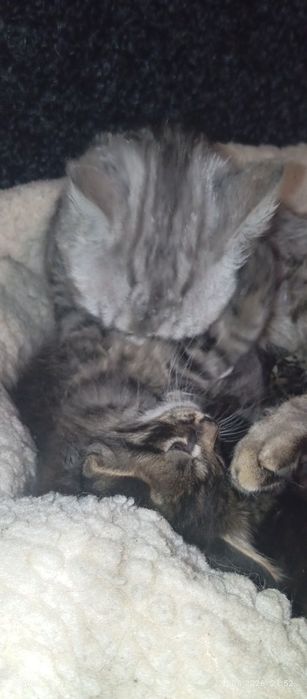 Гарнюня котик британський віскас