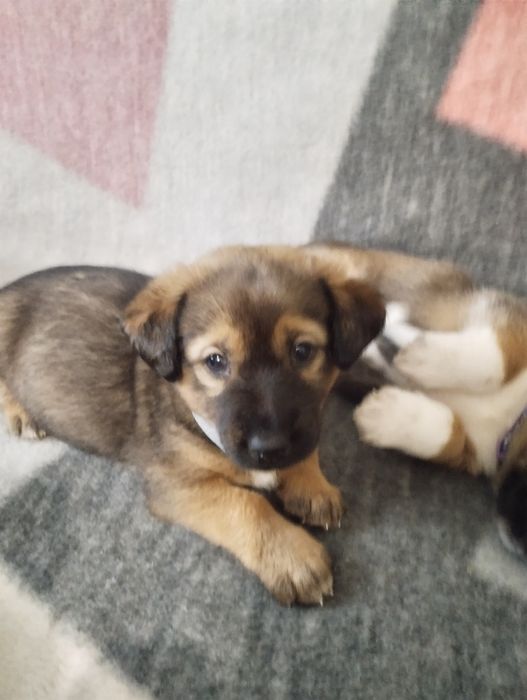 Ексклюзивні малечі метісіки.