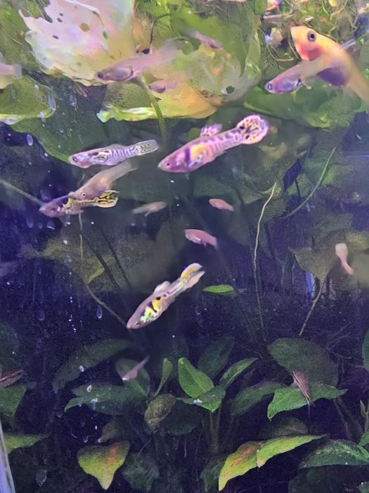 Guppy endler tiger