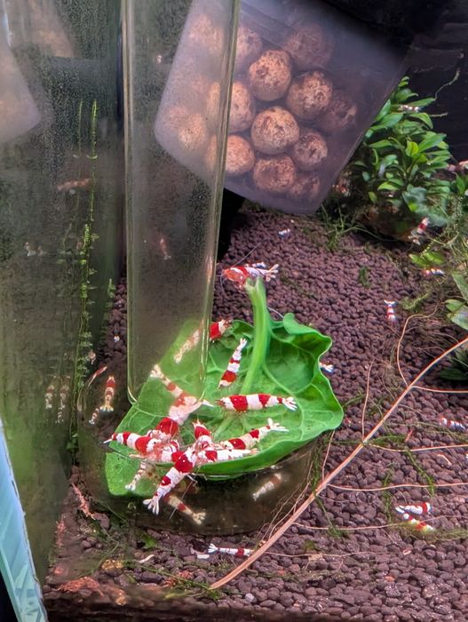 Krewetki Crystal Red PRL