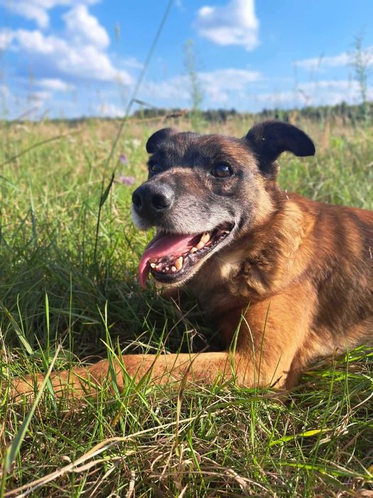 Wykop kochany pies szuka domu! | MASZ NOSA
