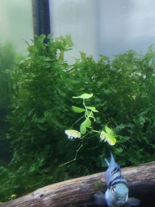 Roślina akwariowa-Pelia wątrobowiec SUBWASSERTAG