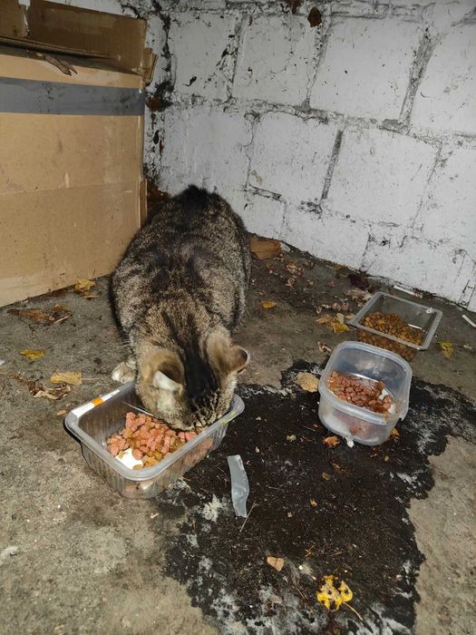 Burasek do adopcji Fiv +