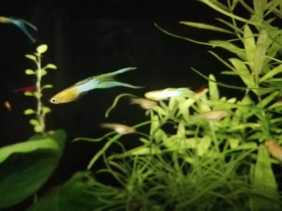 Gupik Endlera Japan Blue Gold duble sward