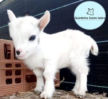 Cabras Micro Anãs (30 a 40cm) - Machos, Fêmeas e Casais