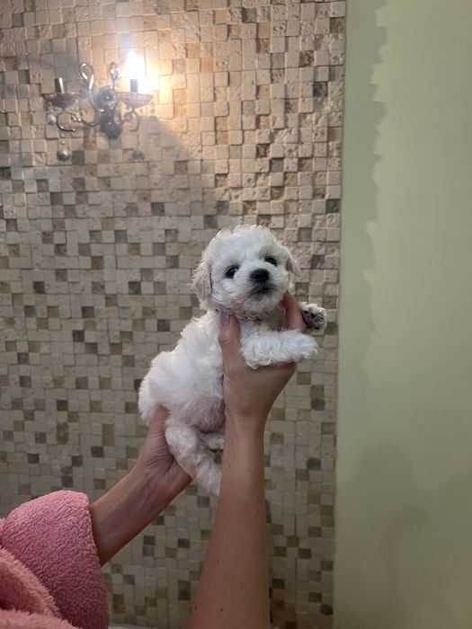 Продам щенков бишона