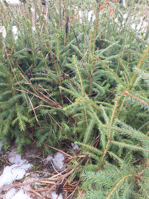 świerk pospolity sadzonki