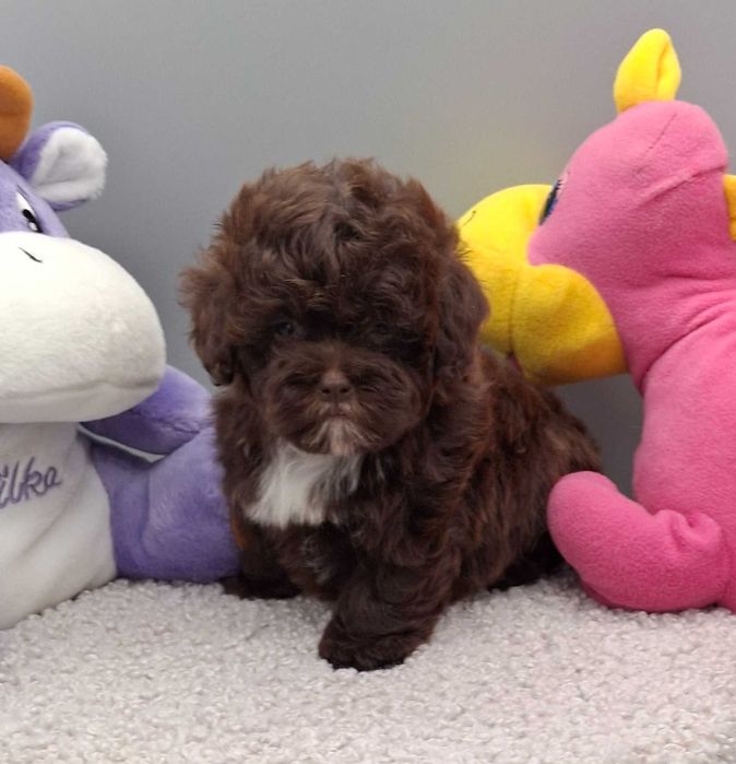 шоколадний красунчик Мальтипу міні розмір. Київ